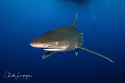 Longimanus by Claude Lespagne 